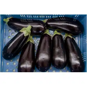 Aubergine