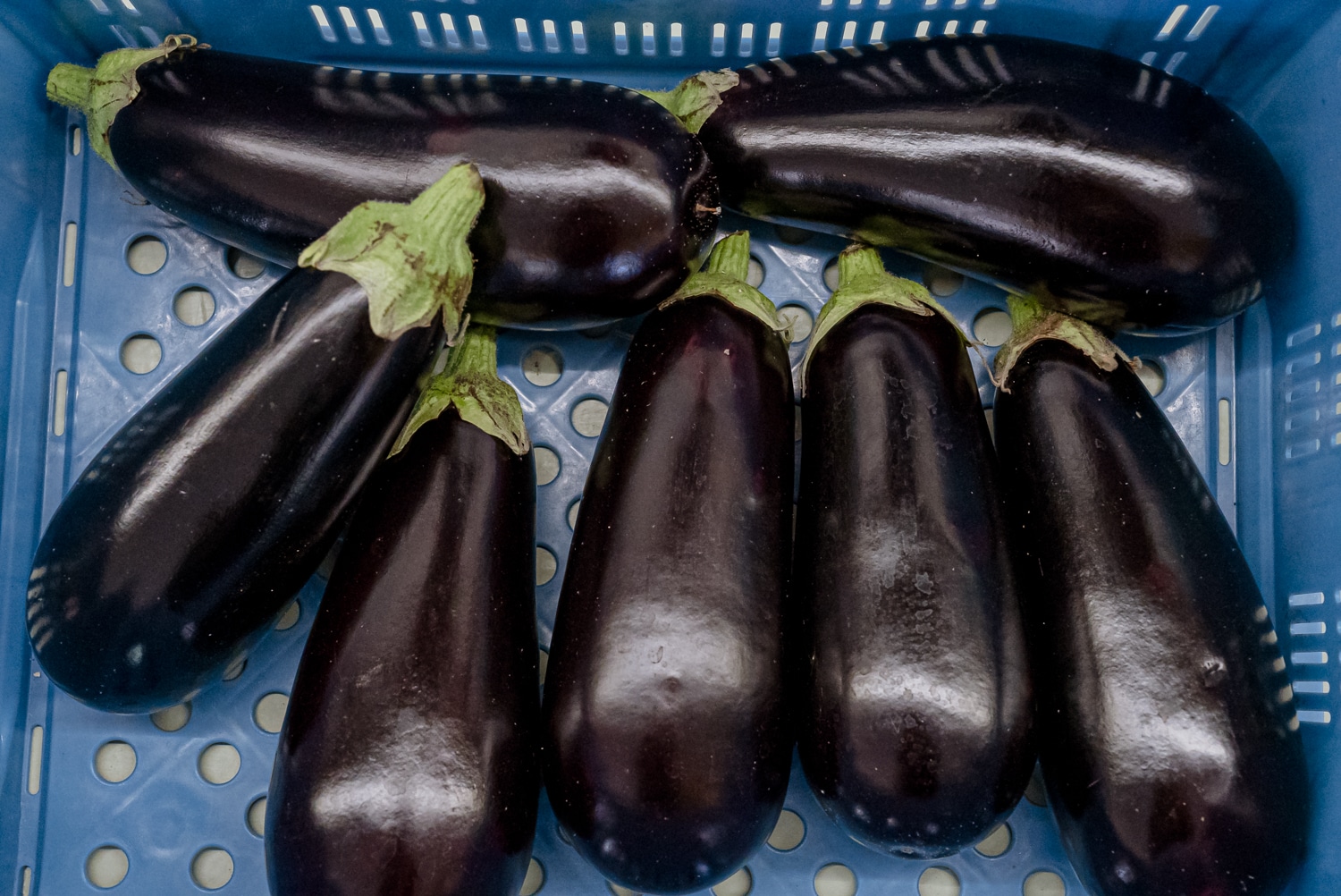 Aubergine