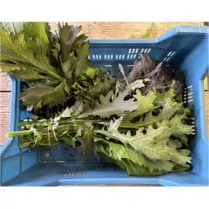 Gemengde Sla (bosje)