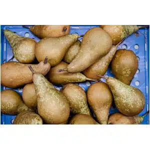 Peer Conference (1kg)