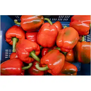 Paprika Rood