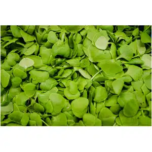Winterpostelein (200 gr)