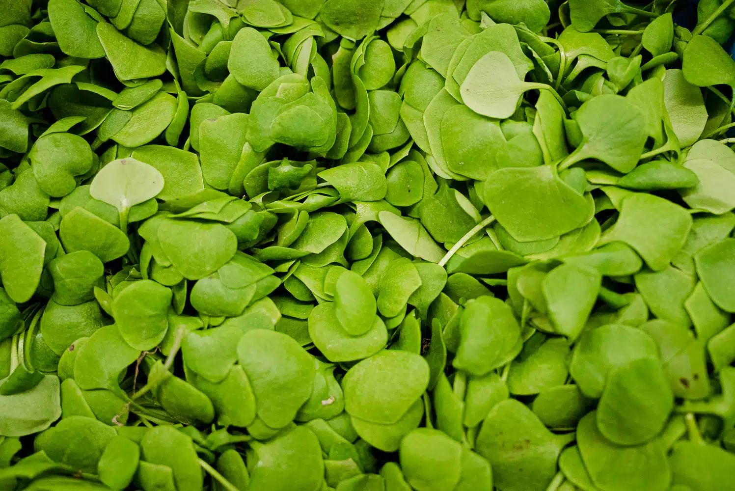 Winterpostelein (200 gr)