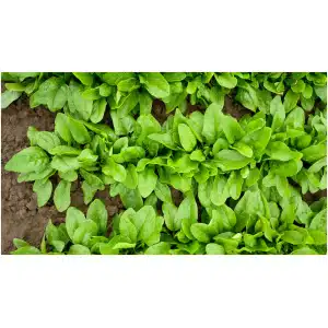 Spinazie grof (300 gr)