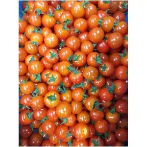 Cherry tomaat (250 gr)
