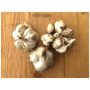 Knoflook (1st)