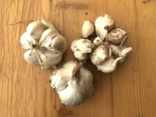 Knoflook (1st)