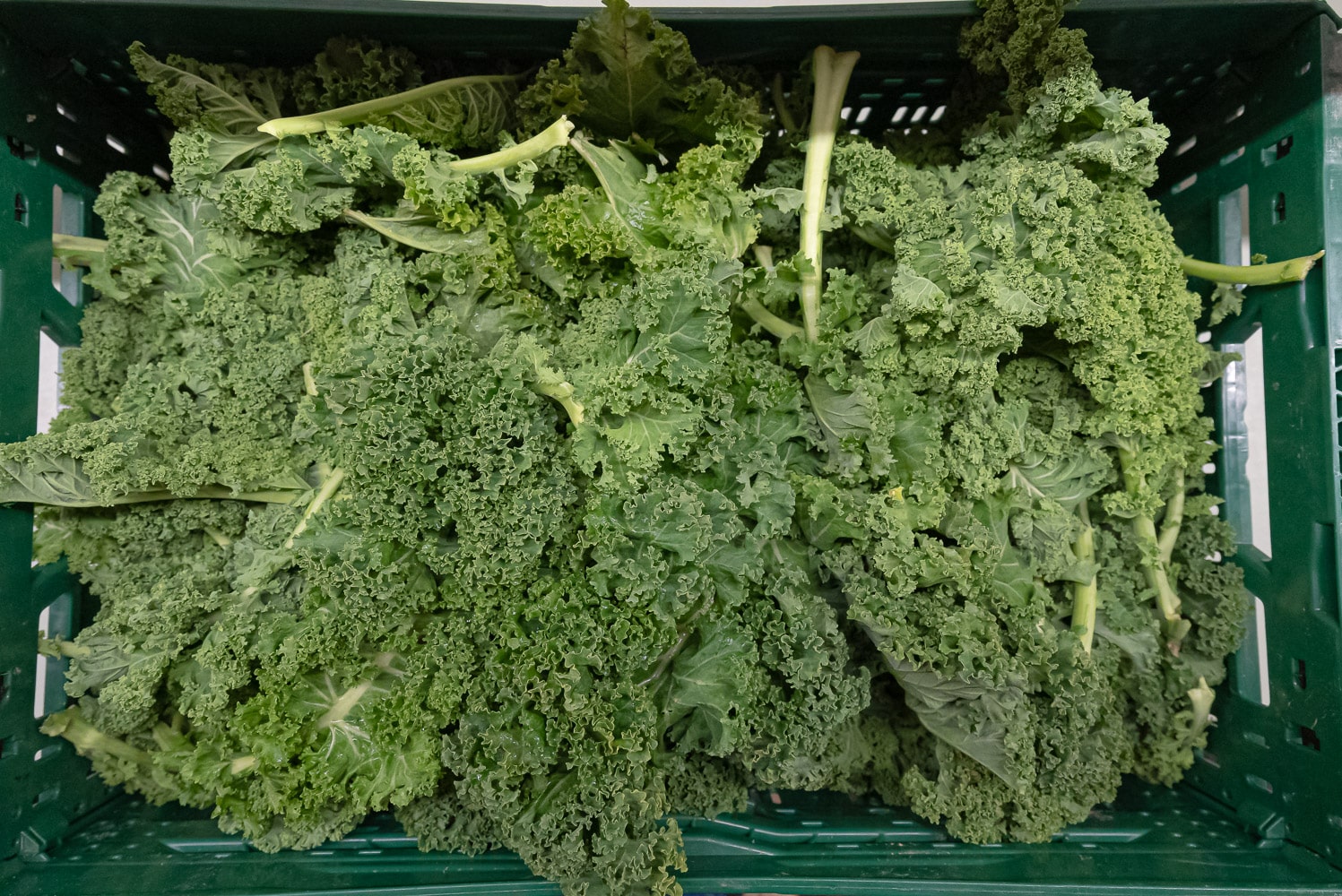 Boerenkool (300 gr)