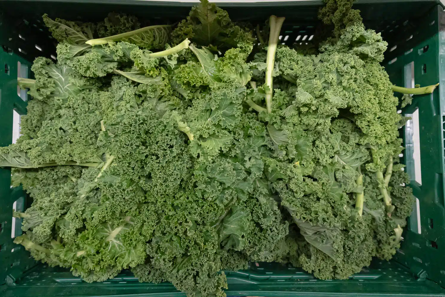 Boerenkool (300 gr)
