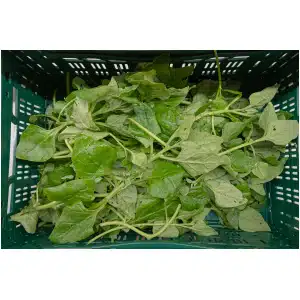 Nieuw Zeelandse Spinazie (250 gr)