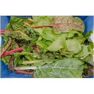 Snijbiet gekleurd (500 gr)