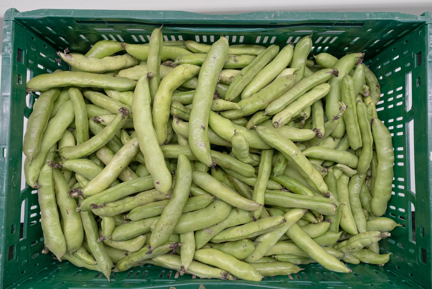Tuinbonen (1 kilo)