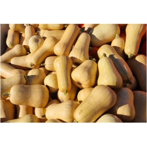 Pompoen Butternut (groot)
