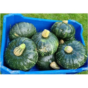 Pompoen Kabocha (groot)