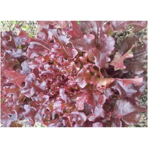 Eikenbladsla rood