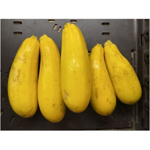 Courgette geel (stuk)
