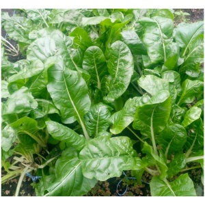Snijbiet groen (500 gr)