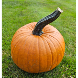 Pompoen Halloween