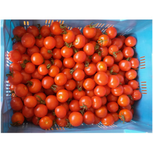 Cherry Roma tomaat (250gr)