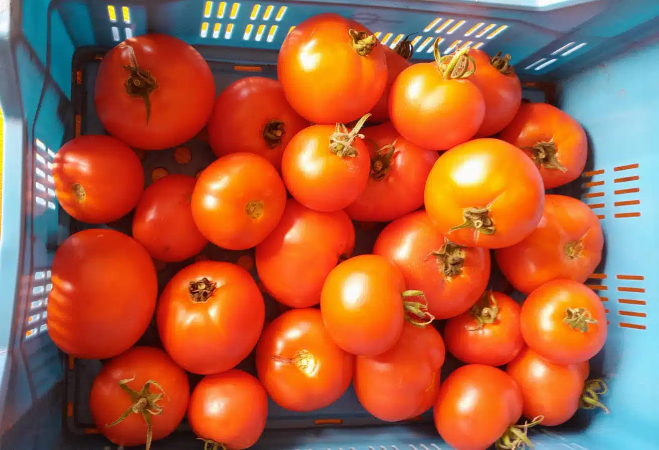 Vleestomaten (500gr)
